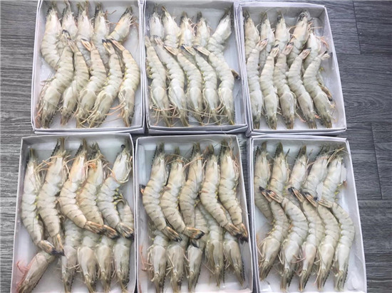 越南海鮮凍草蝦/黑虎蝦一站式進口報關清關案例分享