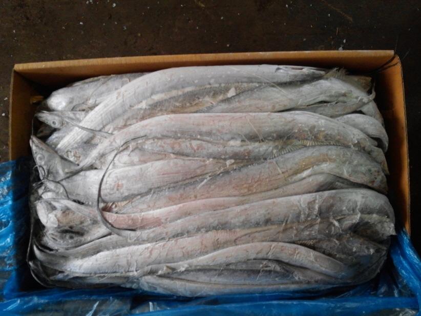 冷凍帶魚進口報關代理公司操作案例分享