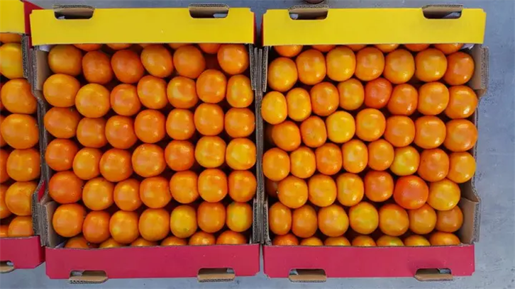 鮮柑橘清關進口代理公司操作案例，來看看啦