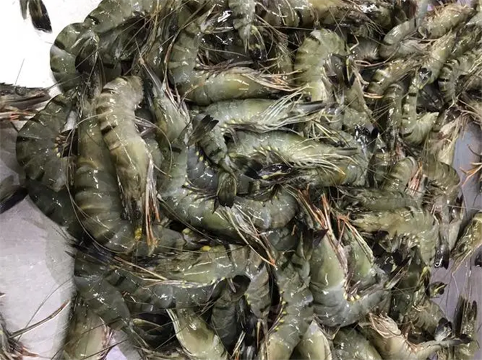 緬甸凍黑虎蝦進口報關到佛山代理通關案例